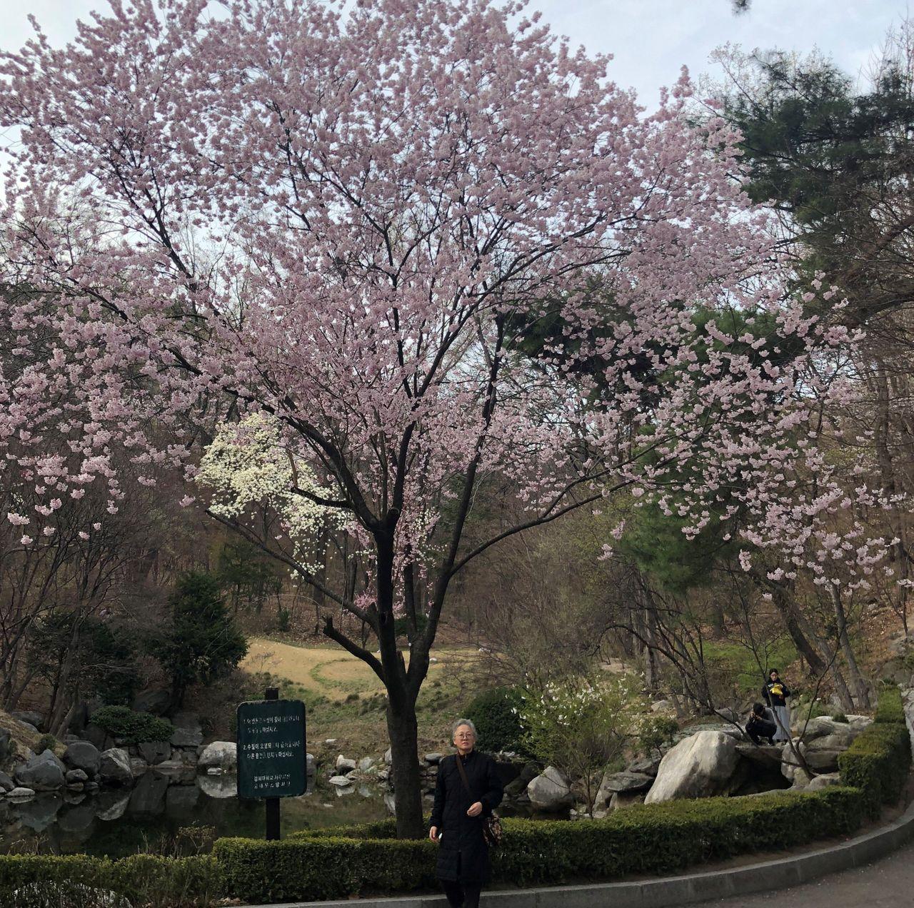 Take a walk on Kyung Hee campus with European architecture and cherry blossoms